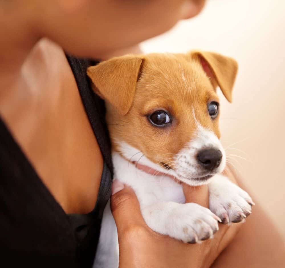 Augenkrankheiten Jack Russell Terrier
