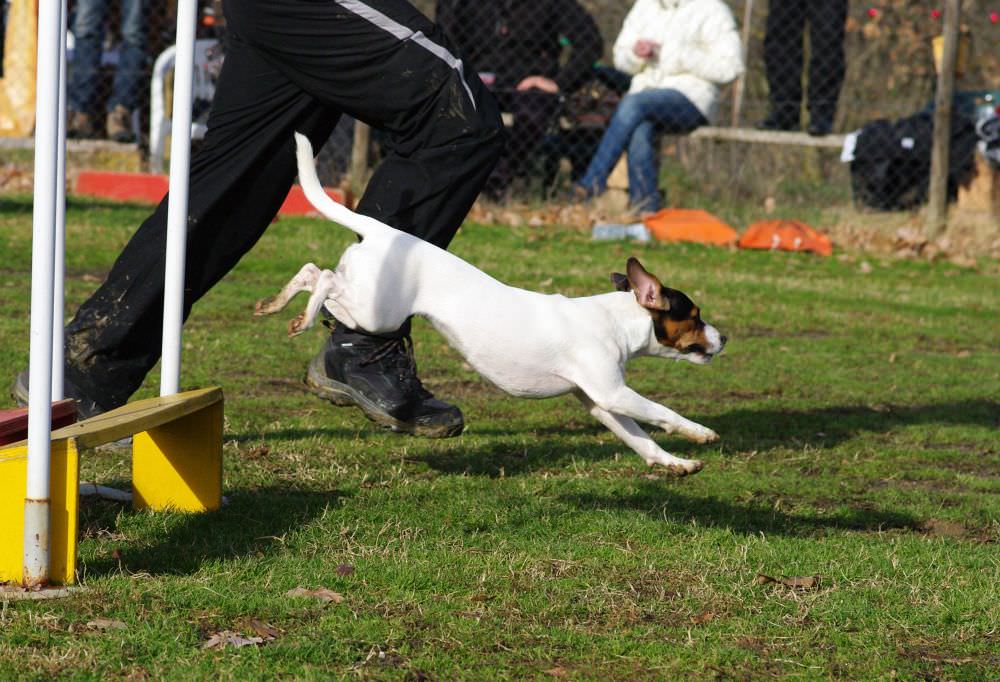 Agility Training Hundeschule Jack Russell