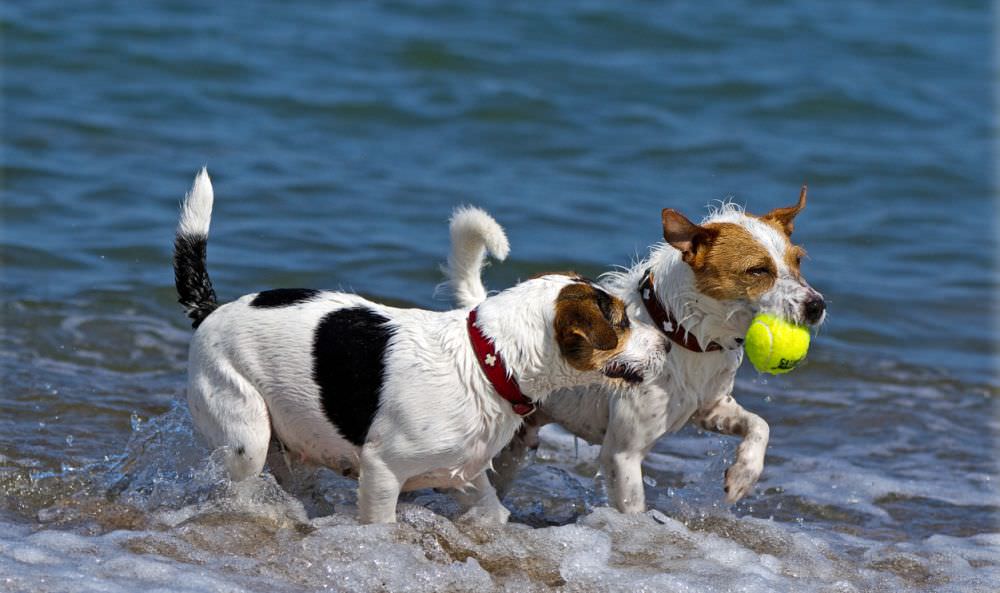 Zwei Parson Russell Terrier am Strand. Copyright Foto: http://meine-parsonrusselterrier.de/