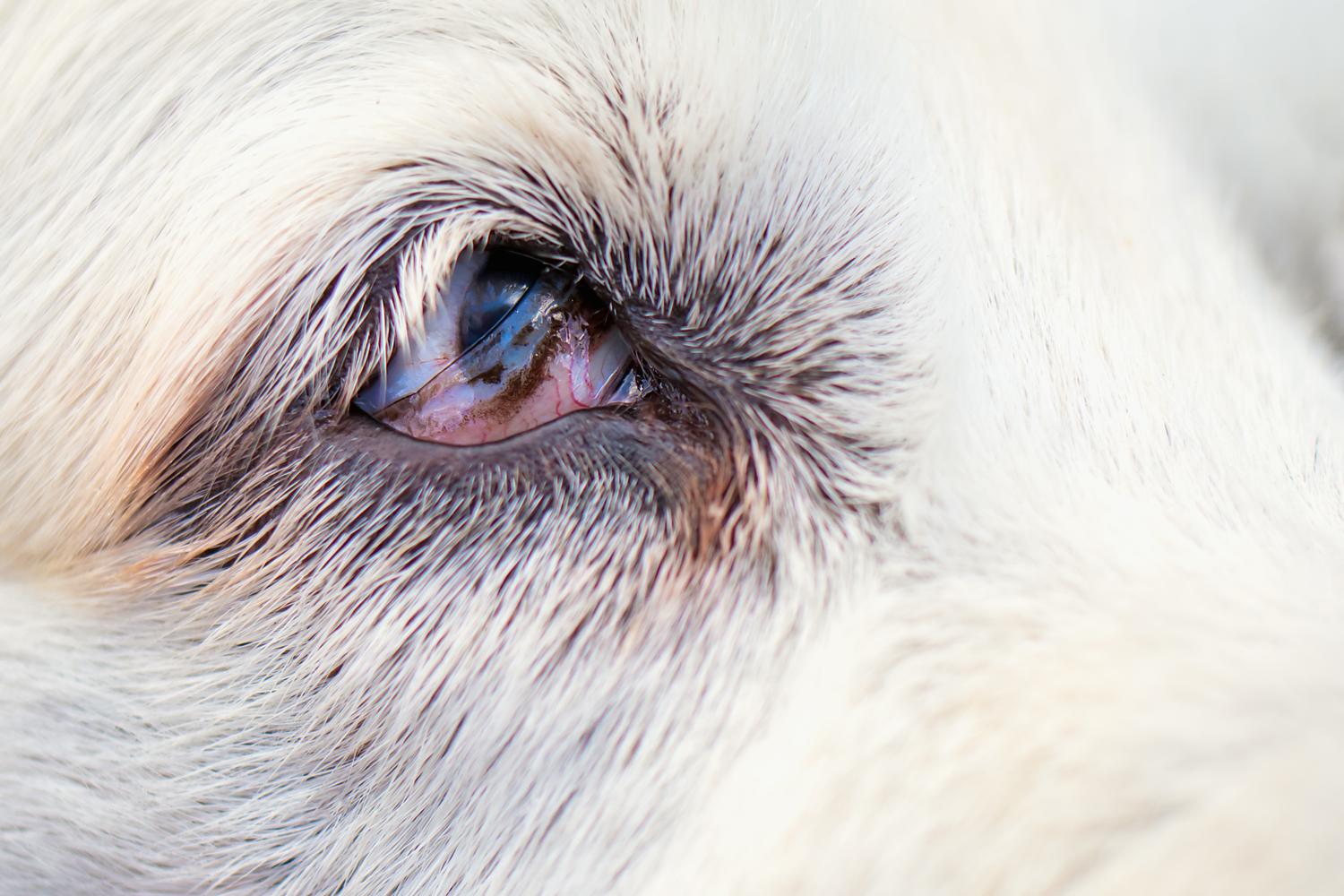 Hund mit Augenproblemen - Bitte vom Tierarzt behandeln lassen!