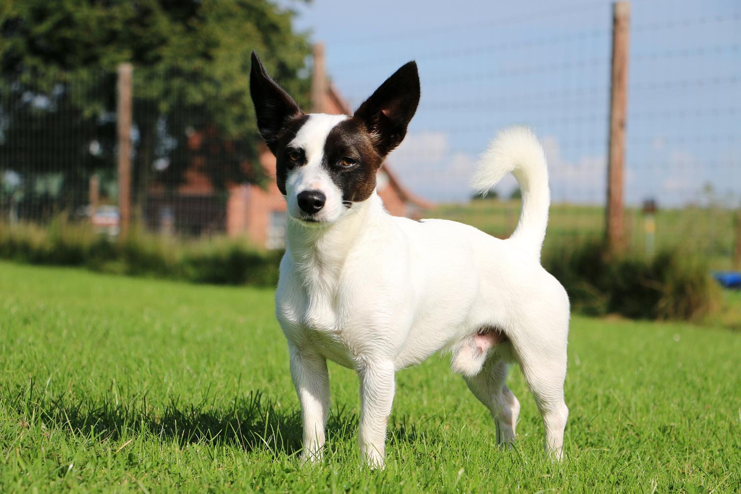 Jack Russell Mischling