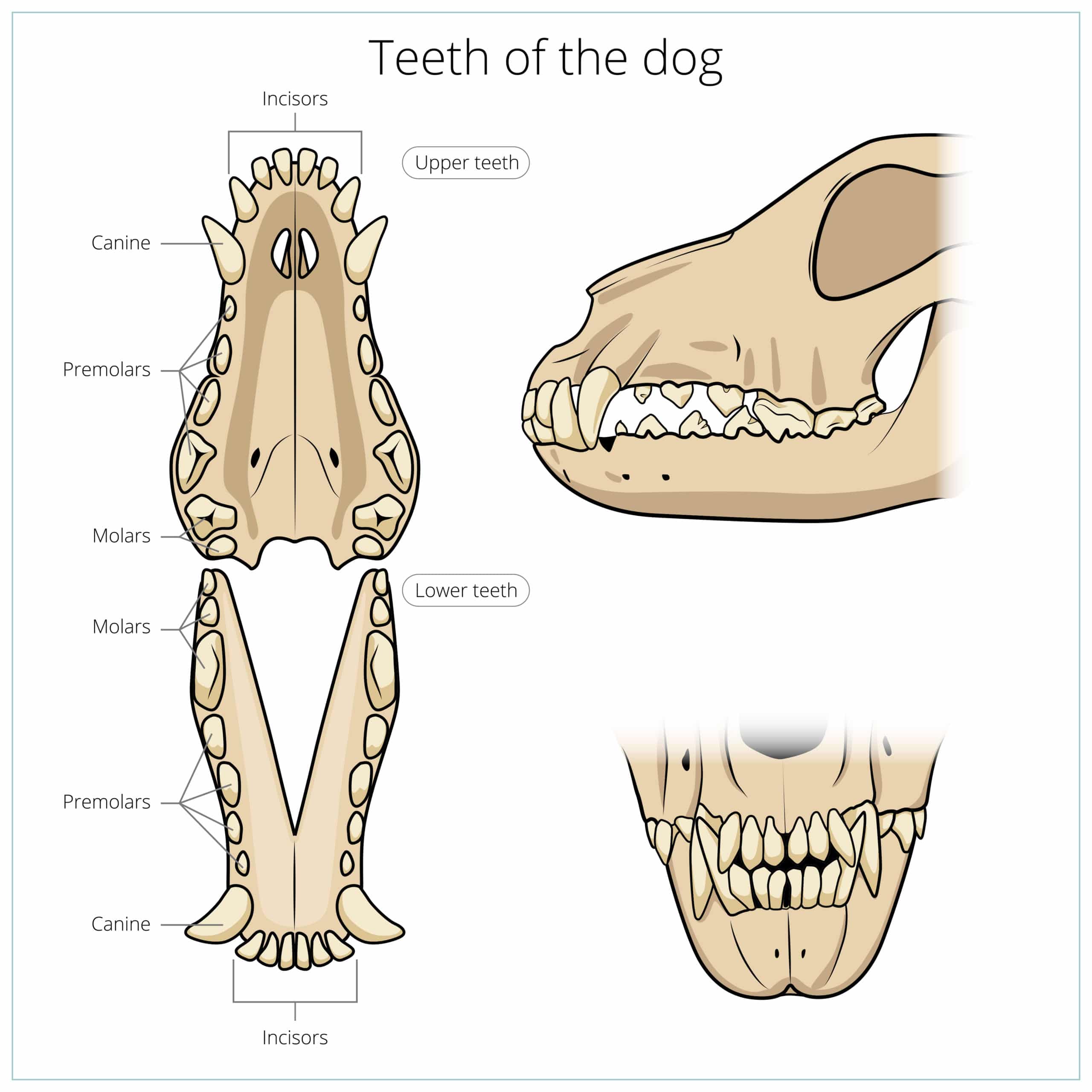 Der erwachsene Jack Russell hat insgesamt 42 Zähne in seinem Gebiss