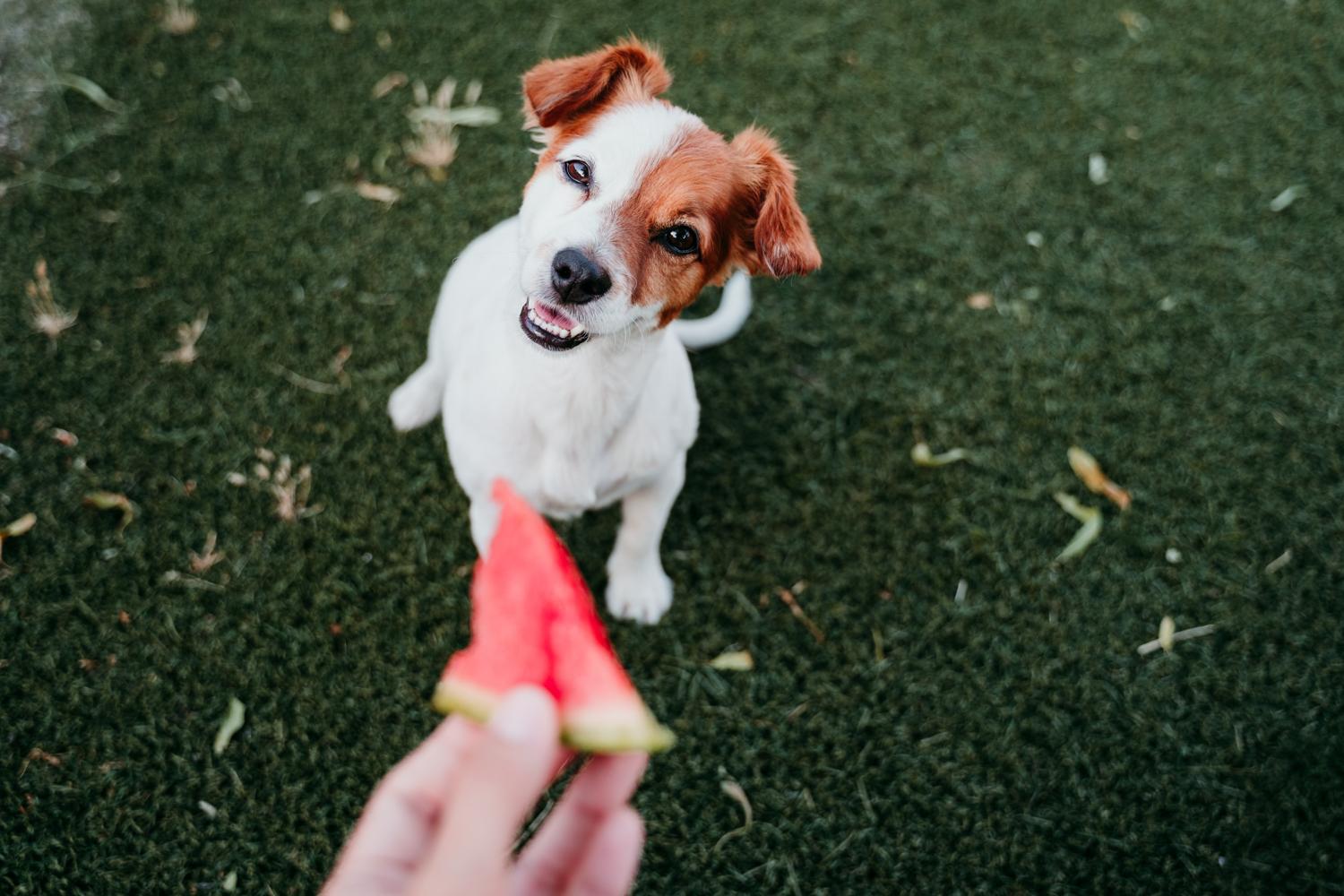 Welches Obst darf ein Jack Russell Terrier essen?