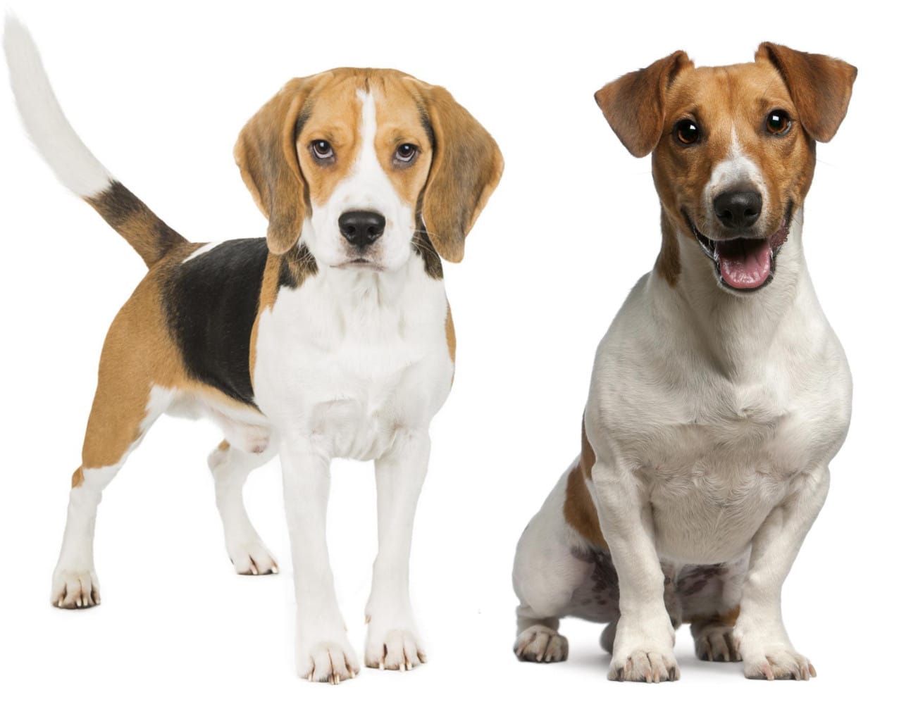Welcher Hund ist besser für mich geeignet? Soll ich einen Beagle oder Jack Russell kaufen?
