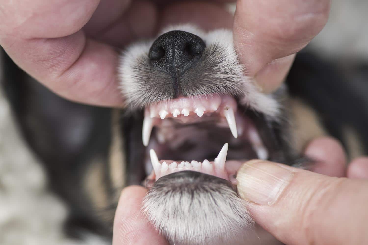 Milchzähne eines Jack Russell Terriers - Wann verliert er seine Milchzähne?