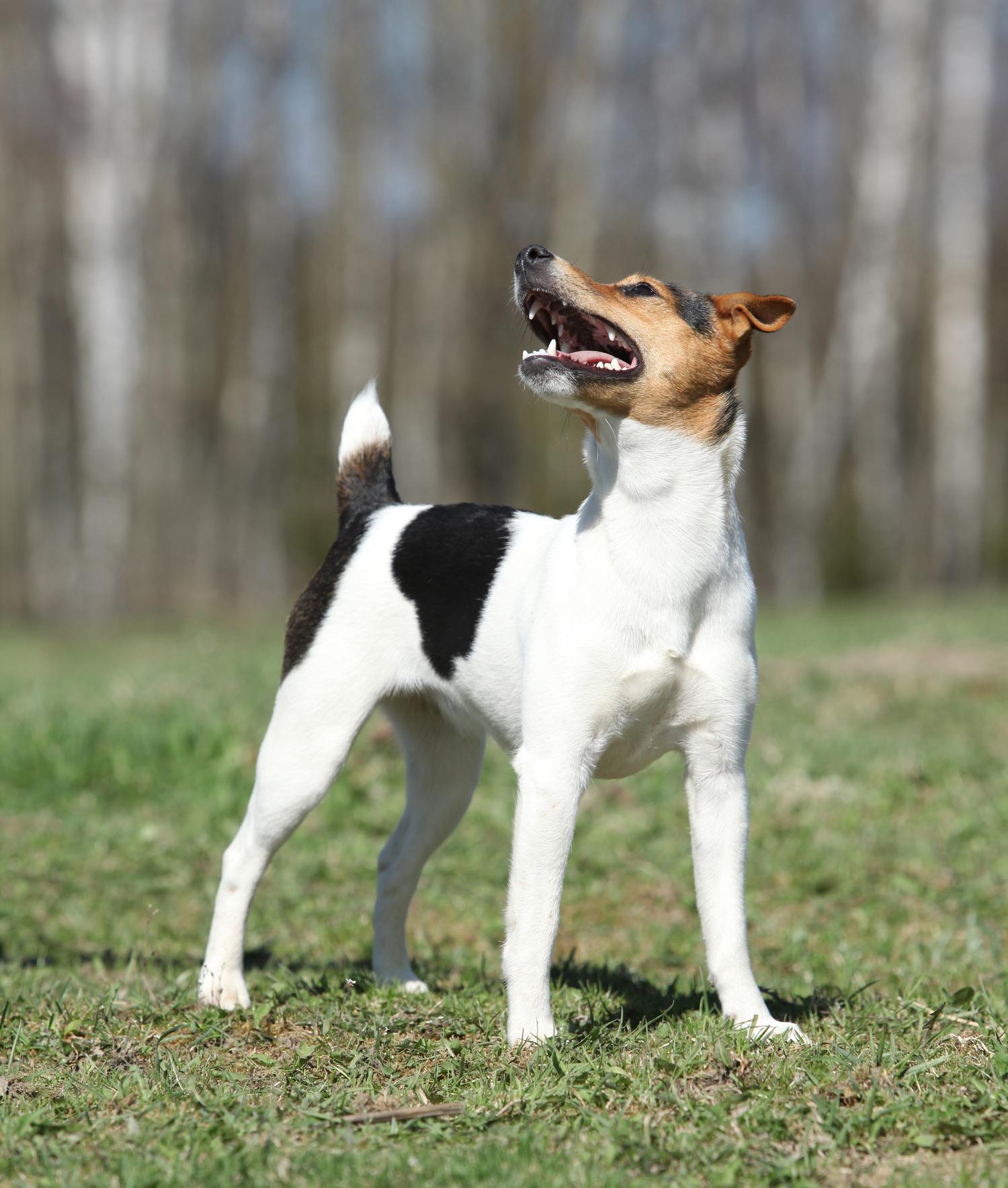 Parson Terrier mit deutlich längeren Beinen als der Jack Russell Terrier