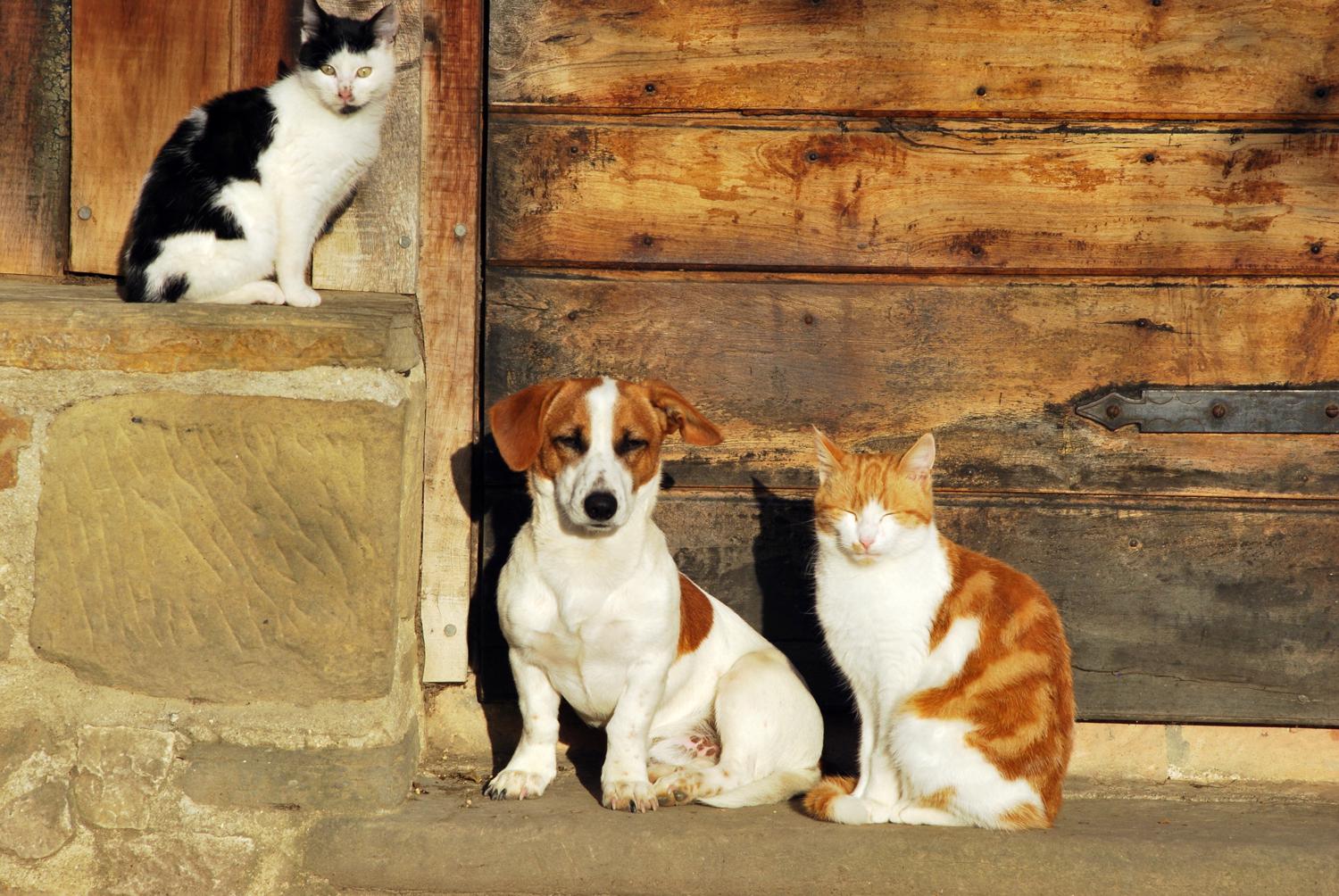 Verstehen sich Jack Russell Terrier mit Katzen?