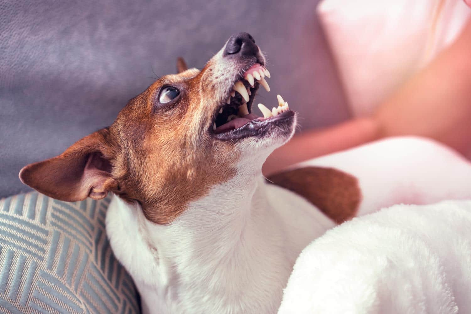 Wie gefährlich ist ein Jack Russell Terrier?