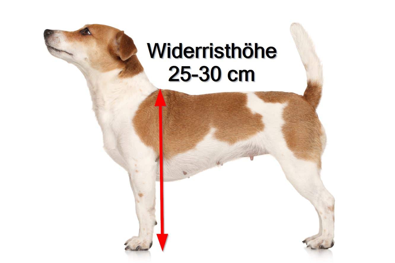 Was ist die Widerristhöhe und Größe eines Jack Russell Terrier?