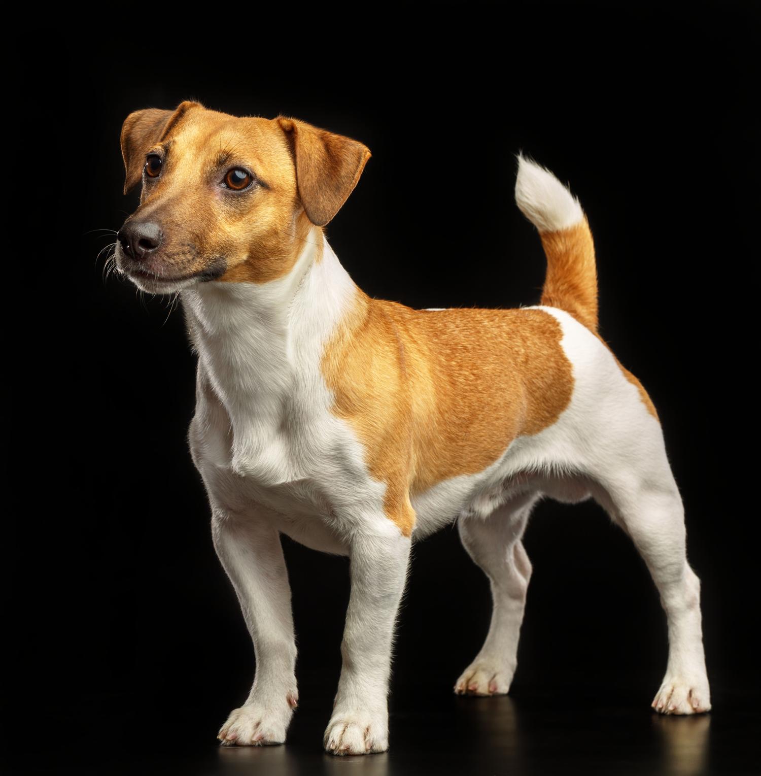 Wie ist das Aussehen eines Jack Russell Terriers?