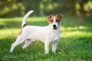 Mehr über den Artikel erfahren Jack Russell Züchter