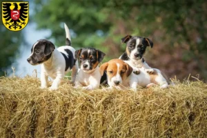 Mehr über den Artikel erfahren Jack Russell Züchter und Welpen in Aalen