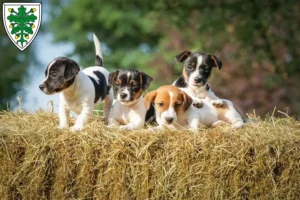 Mehr über den Artikel erfahren Jack Russell Züchter und Welpen in Aichach