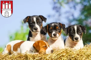 Mehr über den Artikel erfahren Jack Russell Züchter und Welpen in Altona