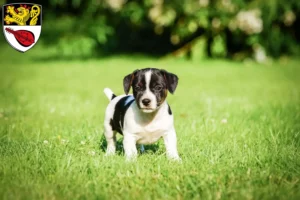 Mehr über den Artikel erfahren Jack Russell Züchter und Welpen in Alzey