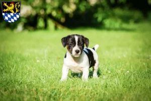 Mehr über den Artikel erfahren Jack Russell Züchter und Welpen in Amberg