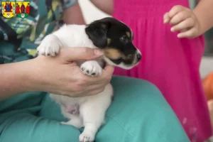 Mehr über den Artikel erfahren Jack Russell Züchter und Welpen in Annaberg-Buchholz