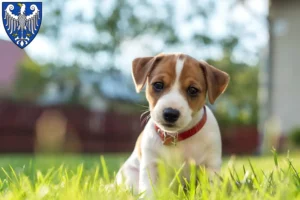 Mehr über den Artikel erfahren Jack Russell Züchter und Welpen in Arnsberg