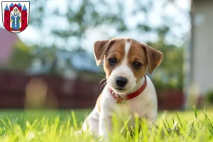 Mehr über den Artikel erfahren Jack Russell Züchter und Welpen in Aschaffenburg