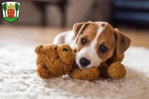 Mehr über den Artikel erfahren Jack Russell Züchter und Welpen in Aurich