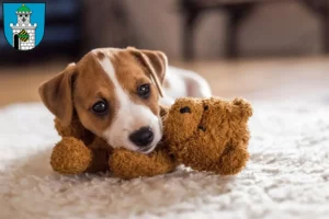 Mehr über den Artikel erfahren Jack Russell Züchter und Welpen in Bad Belzig