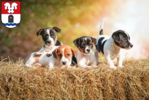 Mehr über den Artikel erfahren Jack Russell Züchter und Welpen in Bad Fallingbostel