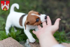 Mehr über den Artikel erfahren Jack Russell Züchter und Welpen in Bad Neustadt an der Saale