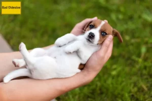 Mehr über den Artikel erfahren Jack Russell Züchter und Welpen in Bad Oldesloe