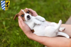 Mehr über den Artikel erfahren Jack Russell Züchter und Welpen in Bad Reichenhall