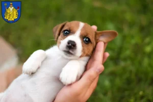 Mehr über den Artikel erfahren Jack Russell Züchter und Welpen in Bad Salzungen