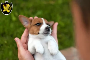 Mehr über den Artikel erfahren Jack Russell Züchter und Welpen in Bad Tölz