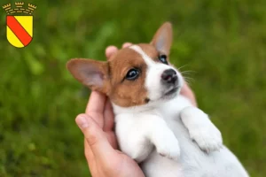 Mehr über den Artikel erfahren Jack Russell Züchter und Welpen in Baden-Baden