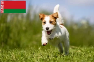 Mehr über den Artikel erfahren Jack Russell Züchter und Welpen in Belarus