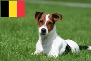 Mehr über den Artikel erfahren Jack Russell Züchter und Welpen in Belgien