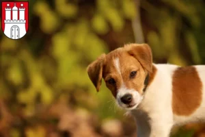 Mehr über den Artikel erfahren Jack Russell Züchter und Welpen in Bergedorf