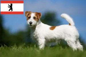 Mehr über den Artikel erfahren Jack Russell Züchter und Welpen in Berlin