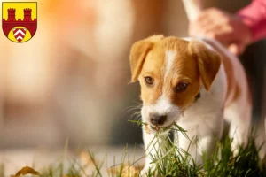 Mehr über den Artikel erfahren Jack Russell Züchter und Welpen in Bielefeld