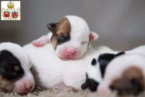 Mehr über den Artikel erfahren Jack Russell Züchter und Welpen in Brandenburg an der Havel