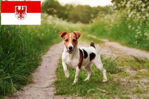 Mehr über den Artikel erfahren Jack Russell Züchter und Welpen in Brandenburg