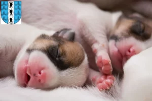 Mehr über den Artikel erfahren Jack Russell Züchter und Welpen in Bregenz