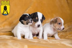 Mehr über den Artikel erfahren Jack Russell Züchter und Welpen in Cuxhaven