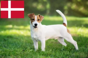 Mehr über den Artikel erfahren Jack Russell Züchter und Welpen in Dänemark