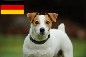 Mehr über den Artikel erfahren Jack Russell Züchter und Welpen in Deutschland