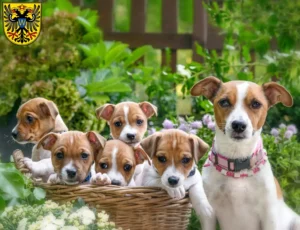 Mehr über den Artikel erfahren Jack Russell Züchter und Welpen in Donauwörth