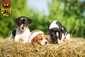 Mehr über den Artikel erfahren Jack Russell Züchter und Welpen in Düren