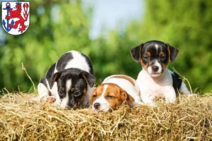 Mehr über den Artikel erfahren Jack Russell Züchter und Welpen in Düsseldorf