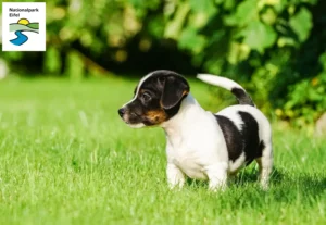 Mehr über den Artikel erfahren Jack Russell Züchter und Welpen in der Eifel