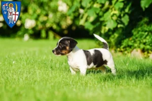 Mehr über den Artikel erfahren Jack Russell Züchter und Welpen in Eisenach