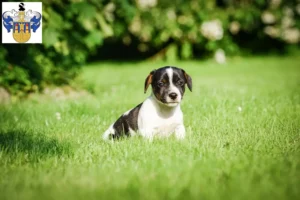 Mehr über den Artikel erfahren Jack Russell Züchter und Welpen in Eisenberg (Thüringen)