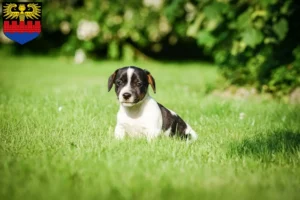 Mehr über den Artikel erfahren Jack Russell Züchter und Welpen in Emden